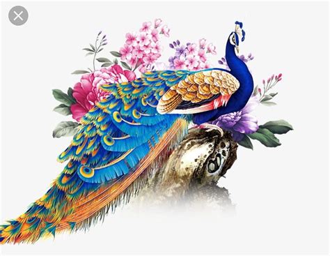 Most Beautiful Peacock Pictures Wallpaper