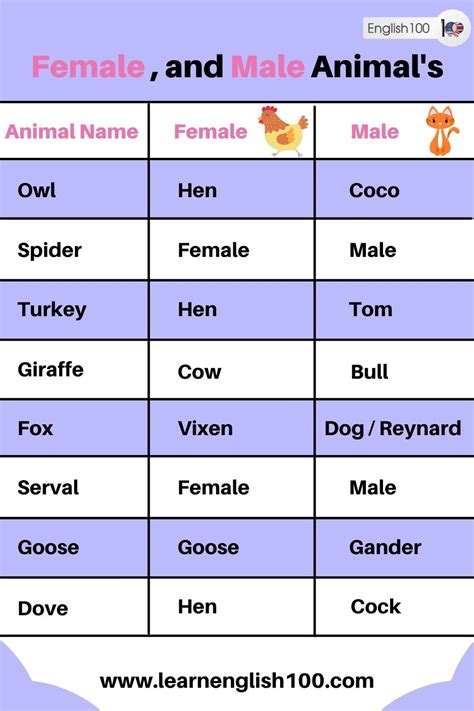 Female and Male Animals' Names in English! - English 100