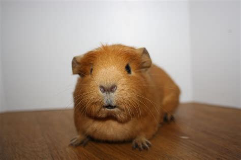 Ginger - Female Short-hair Crested Mix Guinea Pig in QLD - PetRescue