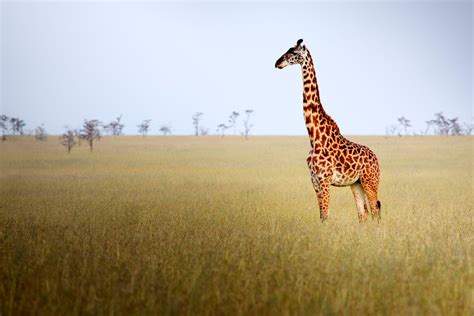 The Grassland Biome Habitat