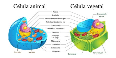 La Funcion De La Celula Eucariota - Dinami