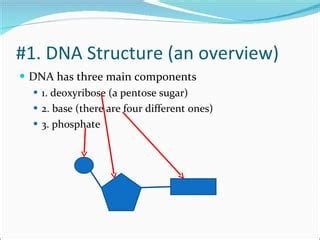 DNA Structure PowerPoint | PPT