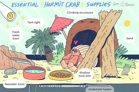 How to Build a Hermit Crab Habitat