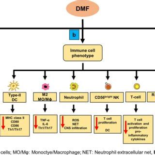 Insight into the mechanism of action of dimethyl fumarate in multiple sclerosis | Request PDF