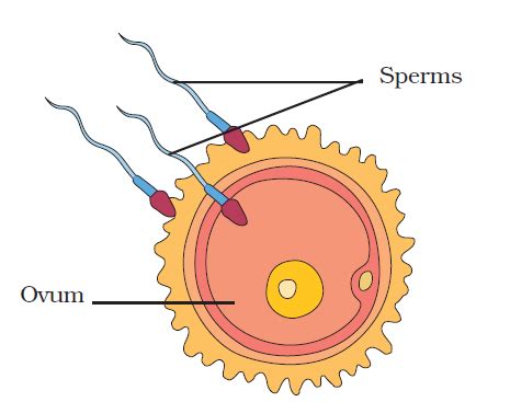 Fertilization Diagram