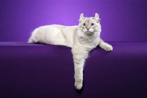 Highlander Cat Breed Info, History, Personality, Care, Kittens, Pictures