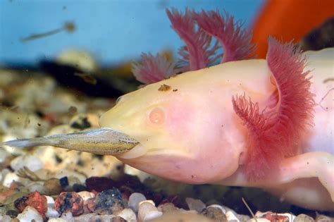 What do axolotls eat? [Axolotl Diet Guide 101] | Exopetguides