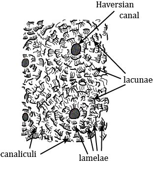 are the spaces in which the bone cells are found.