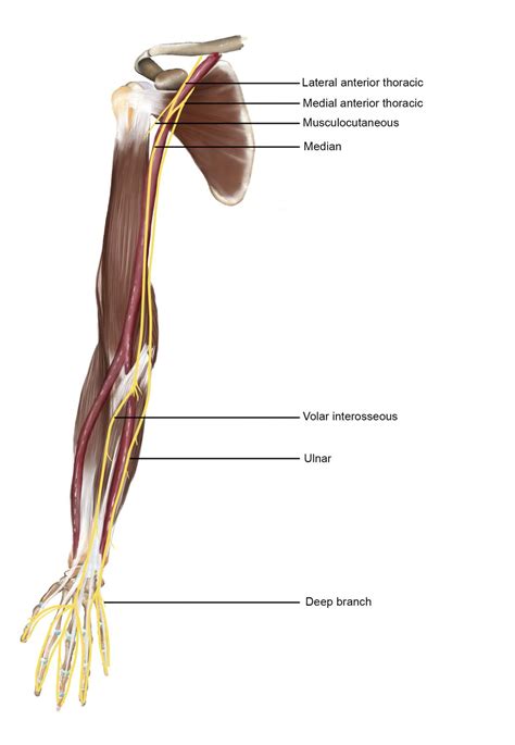 Median nerve - MSK - Medbullets Step 1