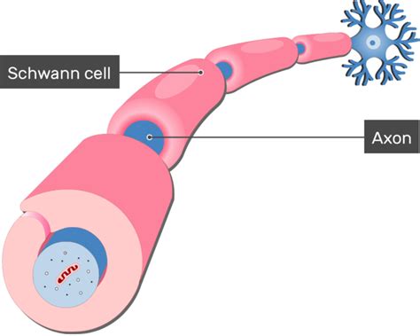 Myelination of Axons by Schwann Cells | GetBodySmart