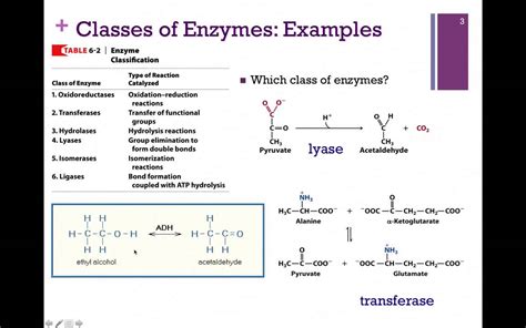 Enzymes Examples