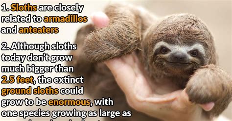 42 Slow Facts About Sloths - Page 2 of 6