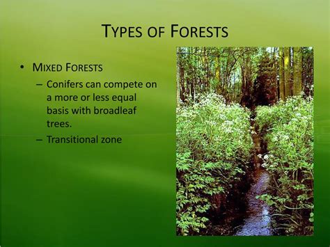 PPT - Forestry PowerPoint Presentation, free download - ID:4229853