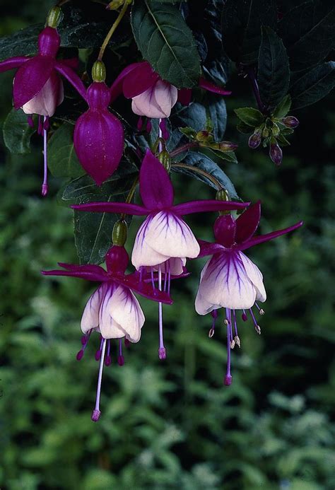 Log In or Sign Up to View | Belles fleurs, Fleurs violette, Les plus belles fleurs