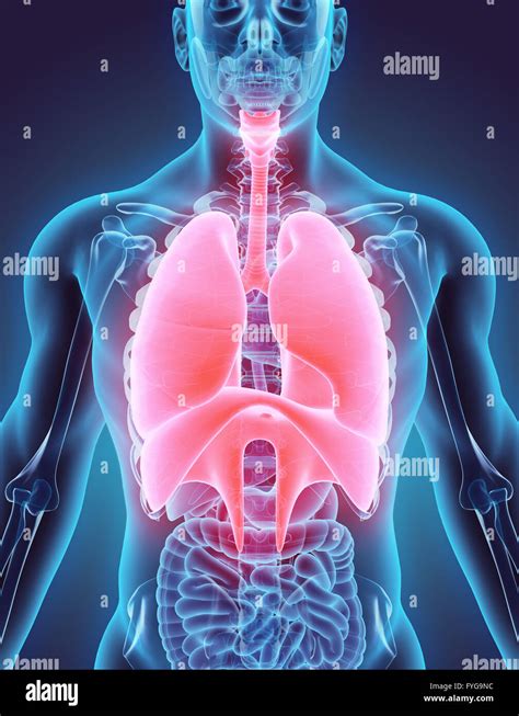 3D illustration of Respiratory System - Medical concept Stock Photo - Alamy