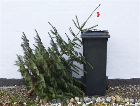 Christmas Tree Recycling | Environmentally Friendly | Learn To Garden