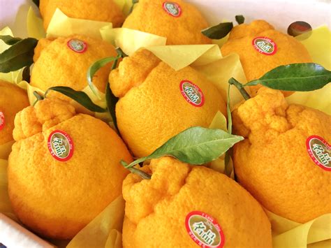 Jeju Pyoseon Hallabong Orange Gift Box (3kg) — MomoBud