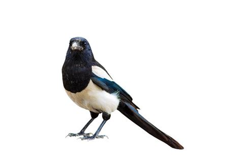 Magpie Spiritual Meaning & Symbolism: The Full Guide