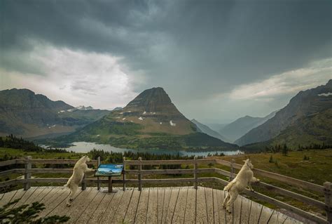 Western Montana Wildlife Viewing Guide | Western Montana’s Glacier Country