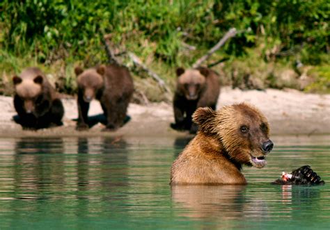 Alaska Bear Viewing Private Tours with Naturalists | Alaska Private Touring