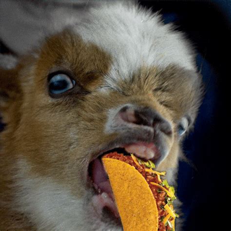 Furious Taco Eating GIFs - Get the best GIF on GIPHY