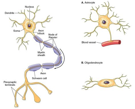 Illustrations of a typical neuron and the glial cells astrocyte and oligodendrocyte with nucleus ...