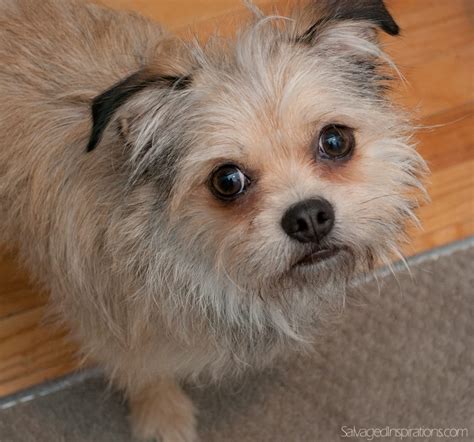 Meet Gidget ~ My Best Rescue Story! - Salvaged Inspirations