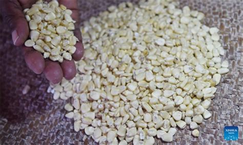 Botswana restricts exportation and importation of key grains - Global Times