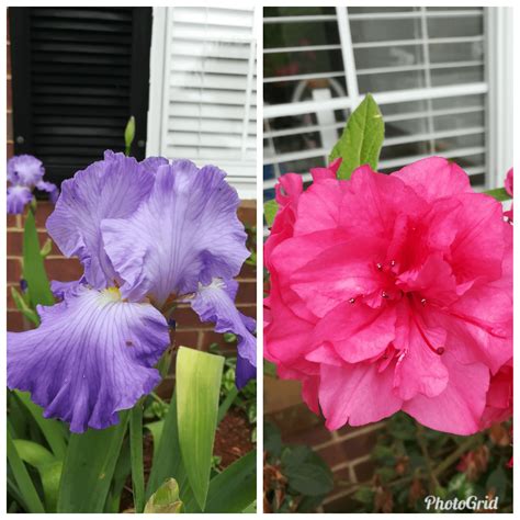 The colors Duke! The colors! : r/gardening