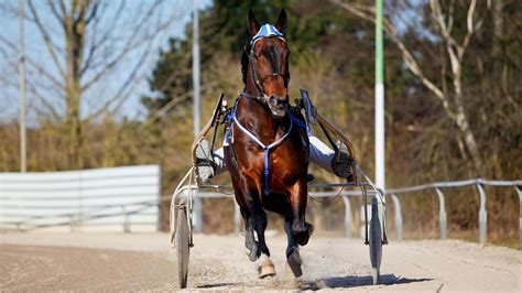 Common problems in trotting horses - Fascia Horse