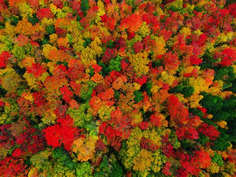 (OC) Fall Foliage Colors in Peacham Vermont [4000x3000] : r/EarthPorn