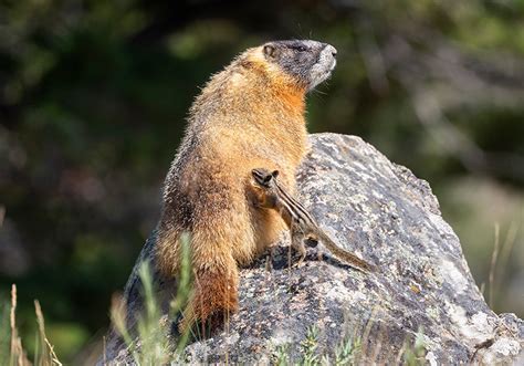 Local photographer wins three spots in Wyoming Wildlife 2020 calendar ...