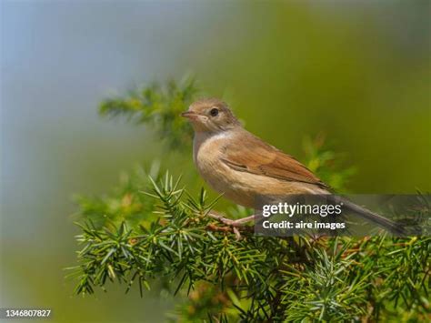 Canary Islands Wildlife Photos and Premium High Res Pictures - Getty Images