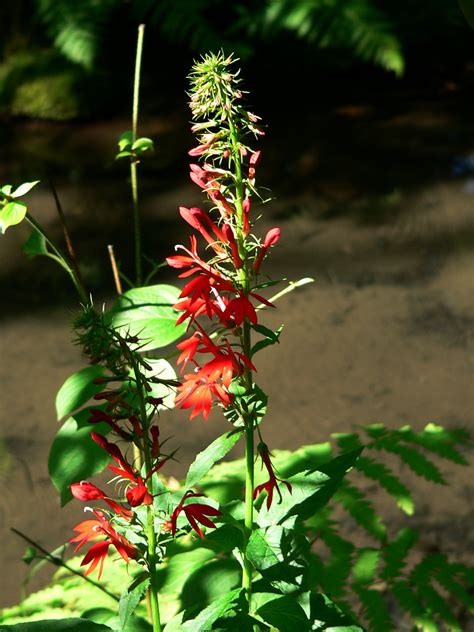 Plant Sale Profile: Lobelia cardinalis - Jefferson