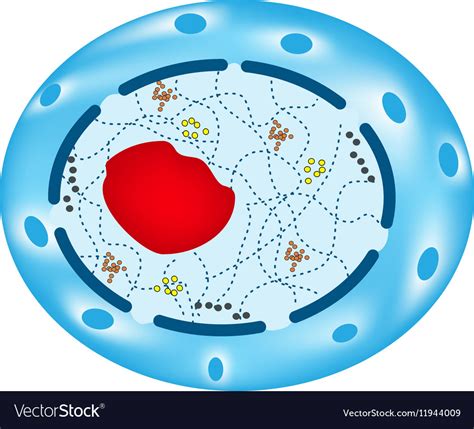 Structure of the human cell nucleus Royalty Free Vector