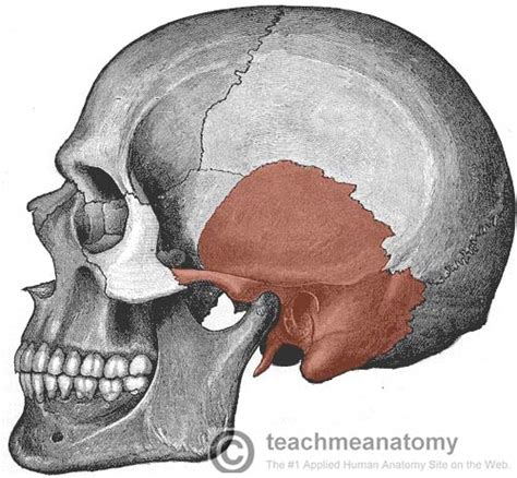 The Temporal Bone - Parts - Fractures - TeachMeAnatomy