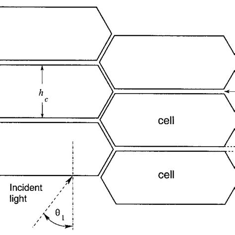 Morphological structure of the crystalline lens, as on a normal cut ...