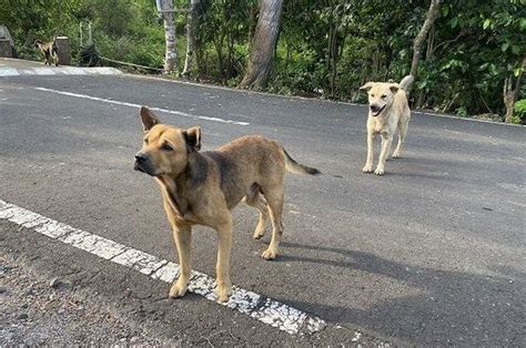 Baru Tahu Kalau Anjing Liar Tidak Suka Baunya, Letakkan Bumbu Dapur ini Biar Hewan Tidak Buang ...