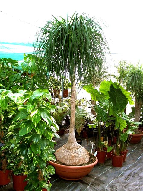 Trees Planet: Beaucarnea Recurvata - Ponytail Palm