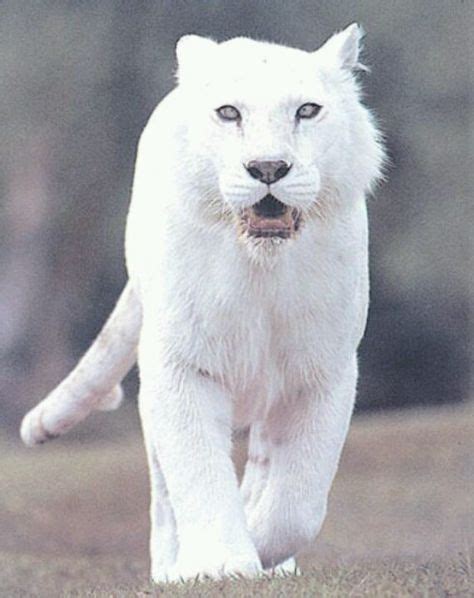 Albino Panther | i like it !! BEETJE VAN ALLES !!! | Big cats, Animals beautiful, Siberian tiger