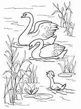 7 Swans A Swimming Coloring Page Pages sketch template