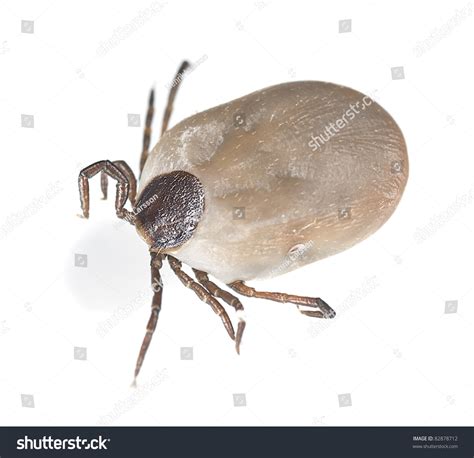 Tick Missing Head After Removal From Human Body, Isolated On White ...