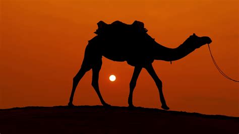 Cameleers Camel Drivers At Sunset Thar Stock Footage SBV-337958223 - Storyblocks