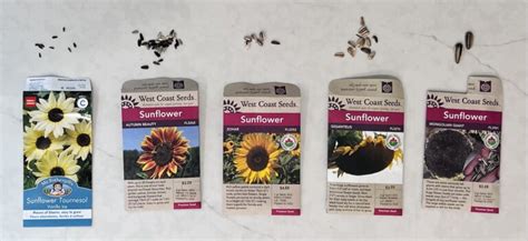 How deep to plant sunflower seeds 🌻 🌱 Discover the right depth!