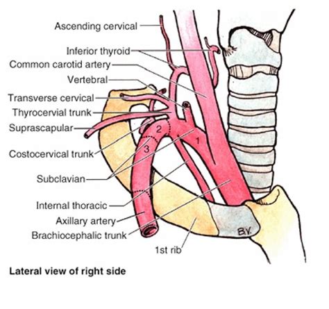 Subclavian artery | Subclavian artery, Arteries, Carotid artery