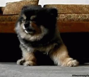 Sleepy Dog GIF - Sleepy Dog - Discover & Share GIFs