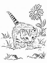 Poes En Vlinder kleurplaat  Kleurplaatjenl sketch template