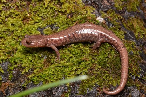 Family Plethodontidae: Lungless Salamanders - Andrew DuBois