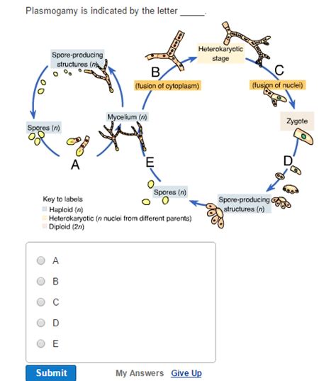 Solved Plasmogamy is indicated by the letter Heterokaryotic | Chegg.com