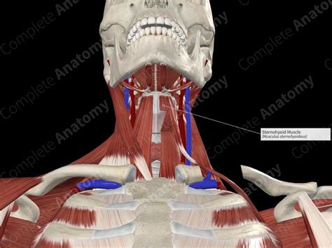 Sternohyoid Muscle | Complete Anatomy